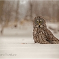 Puštík bradatý (Strix nebulosa) | fotografie