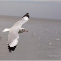 Racek hnědohlavý ( Chroicocephalus brunnicephalus) | fotografie