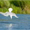 Racek šedý,  Larus hyperboreus | fotografie