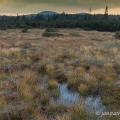 Rokytská (Weitfällerská) slať, v pozadí Velký Roklan (1453... | fotografie