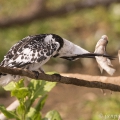 Rybařík jižní (Ceryle rudis) | fotografie