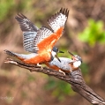 Rybařík obojkový (Megaceryle torquata) | fotografie