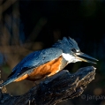 Rybařík obojkový  ( Megaceryle torquata) | fotografie