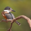 Rybařík obojkový ( Megaceryle torquata) | fotografie