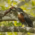 Rybařík velký (Megaceryle maxima) | fotografie