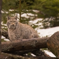 Rys ostrovid , Lynx lynx | fotografie