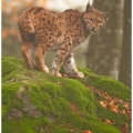 Rys ostrovid (Lynx lynx) | fotografie