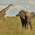 Slon africký (Loxodonta africana) | fotografie