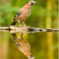 Sojka obecná  (Garrulus glandarius) | fotografie