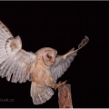 Sova pálená (Tyto alba) | fotografie