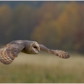 Sova pálená (Tyto alba) | fotografie