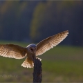 Sova pálená   (Tyto alba) | fotografie