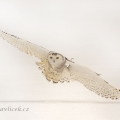 Sovice sněžná (Bubo scandiacus) | fotografie