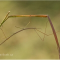 Strašilka (Phasmatodea) | fotografie