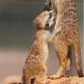 Surikata   ( Suricata suricatta) | fotografie