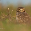 Sýček králičí (Athene cunicularia) | fotografie