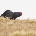 Tetřívek obecný (Tetrao tetrix) | fotografie