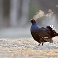 Tetřívek obecný (Tetrao tetrix) | fotografie