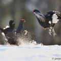 Tetřívek obecný (Tetrao tetrix) | fotografie