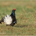 Tetřívek obecný (Tetrao tetrix) | fotografie