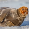 Tuleň vousatý, Erignathus barbatus | fotografie