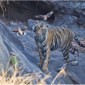 Tygr bengálský (Panthera tigris tigris) - ČLÁNEK V BLOGU | fotografie