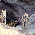 Tygr bengálský (Panthera tigris tigris) - ČLÁNEK V BLOGU | fotografie