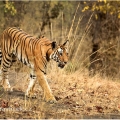 Tygr bengálský (Panthera tigris tigris) - ČLÁNEK V BLOGU | fotografie