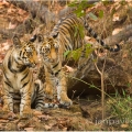 Tygr bengálský (Panthera tigris tigris) - ČLÁNEK V BLOGU | fotografie