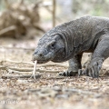 Varan komodský (Varanus komodoensis) | fotografie