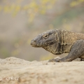 Varan komodský (Varanus komodoensis) | fotografie