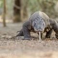 Varan komodský (Varanus komodoensis) | fotografie