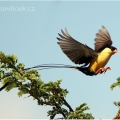 Vdovka dominikánská (Vidua macroura), sameček | fotografie