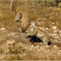 Veverka bušová (Paraxerus cepapi) | fotografie