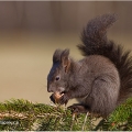 Veverka obecná  (Sciurus vulgaris) | fotografie