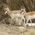 Vidloroh americký (Antilocapra americana) | fotografie