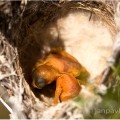 Vlha modrolící (Merops persicus), ptáčata | fotografie