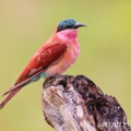 Vlha núbijská (Merops nubicus) | fotografie