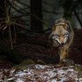 Vlk eurasijský (Canis lupus) | fotografie