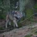 Vlk eurasijský (Canis lupus) | fotografie