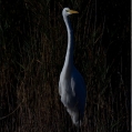 Volavka bílá (Ardea alba) | fotografie