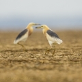 Volavka nádherná  (Ardeola speciosa) | fotografie