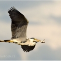 Volavka popelavá (Ardea cinerea) | fotografie