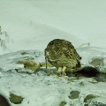 Výr Blakistonův, Blakiston's fish owl (Bubo blakistoni) | fotografie