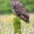 Výr velký (Bubo bubo) | fotografie