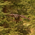 Výr velký (Bubo bubo) | fotografie