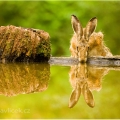 Zajíc polní (Lepus europaeus) | fotografie