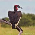 Zoborožec kaferský (Bucorvus leadbeateri) | fotografie