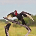 Zoborožec kaferský (Bucorvus leadbeateri) | fotografie