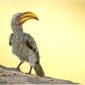 Zoborožec žlutozobý (Tockus flavirostris) | fotografie